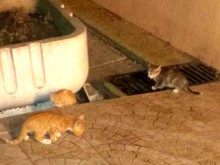 Тази история не е за хора със слаби сърца! Мъж умъртви котка по жесток начин