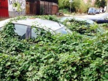 Това не е амазонската джунгла, а гледка от столичните "Манастирски ливади"