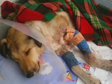 Обезумял питбул сътвори кървава баня в Перник