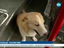 Различната новина: Ето го най-големия гратисчия в градския транспорт