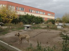 Ужасяващи подробности за боевете с кучета в Пловдив