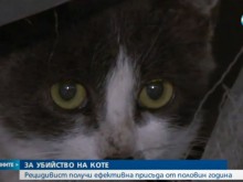 6 месеца затвор за убийство на коте във Варна, осъденият се издирва