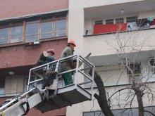 Премахнаха изсъхнало дърво в "Южен" след сигнал на горещия телефон на кмета