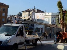 Зазимяват палмите в Пловдив