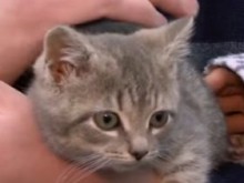 Коте остана невредимо, след като пропътува 1000 км, скрито под капака на кола