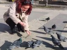 Птичи грип в Пловдив, не хранете гълъбите