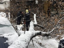 Дърво се строполи в центъра на Пловдив, има щети