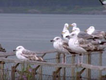 ����� ����� �� ������, ������ �� ������� ���������