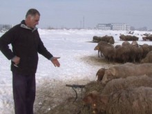 Овчар от Пловдив: Този цинизъм направо ме вбеси!