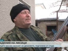 От глад и студ: Лисици нападат в Пловдивско