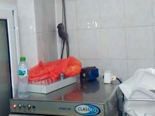 Огромен плъх в ресторант в центъра на Пловдив шокира персонала!
