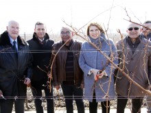 Лозаро-винарският кооператив "Карнобат" възроди прочутите лозя на крепостта "Маркели"