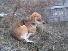 Има добри хора! Много пловдивчани помогнаха на кучето с изваденото око (18+)