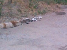 Зачестяват случаите на отровени домашни любимци в Пловдив