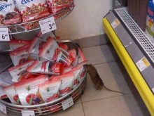 Потресаващо! Огромен плъх се разхожда в магазин от известна верига