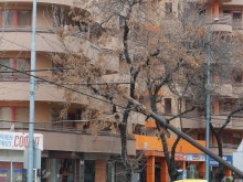 Махат опасната тролейбусна мрежа по булевард "Дунав"