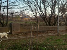 Собственик на домашно куче разгневи пловдивчанин