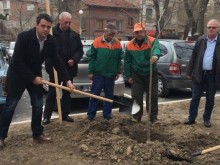 "Копринено дърво" на булевард "Шести септември"