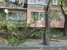 Дърво се строполи в "Южен"