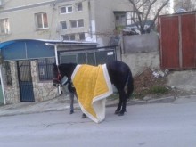 Кон ритна две деца, едното е с опасност за живота