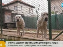 Огромни кучета на общинска съветничка нападат в центъра на Мездра