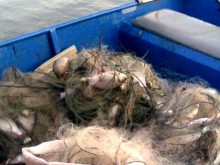 Инспектори спипаха незаконни мрежи, мургави бракониери ги подгониха с лопати!