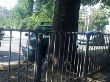 Кола се заби челно в дърво на булевард "Христо Ботев" в Пловдив
