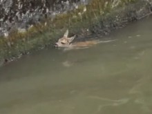 Български моряци спасиха сърничка, паднала в канал в Германия