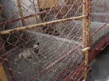 Система за охлаждане на въздуха монтираха в приюта за бездомни животни в Пловдив