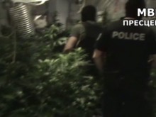 Удариха наркомрежа по морето! Разбиха група, отглеждала канабис в собствена оранжерия