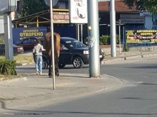 Кон на пловдивска улица