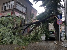 Огромно дърво се прекърши и падна в центъра на Пловдив