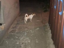 Издирваното куче Фродо забелязано край река Марица