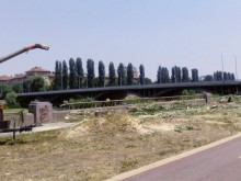 Трябва ли да има тополи в Пловдив? Вие сте на ход!