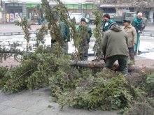 Махнаха коледната елха от Главната