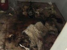 Домашно куче се озова захвърлено полуживо в тоалетната, добри хора го спасиха