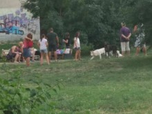 Пловдивчанка: Кучетата им тичат на метри от децата ни! Без каишки! Без ограждения!