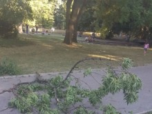 Огромен клон падна върху майка с дете