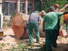 Точно за 6 часа бе унищожен чинарът на улица "Богомил" в Пловдив