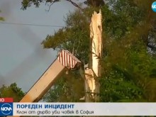Дърво падна върху работник в София и го уби на място