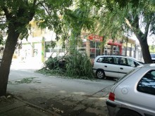 Дърво помля кола в Кючука!