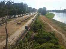 Участници в анкета на Plovdiv24.bg: Тополите нямат място в Пловдив!