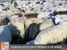Овчето мляко и сирене в Родопите предпазват от няколко вида рак