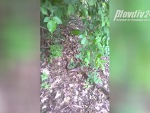 Пловдивчанин попадна на огромна змия на Бунарджика?