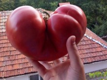Домат-гигант във формата на сърце отгледаха в Родопите