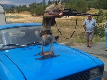 Находчив кръчмар и въоръжена лисица ошашавиха пловдивчани!