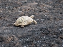 Овладян е пожарът край Кресненското дефиле