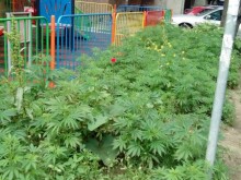 С подаване на заявление земеделците могат да отглеждат легално канабис