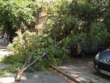 Повалено от вятъра дърво по чудо не смаза кола в центъра на Пловдив