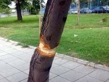 Безумен вандализъм по пловдивски!